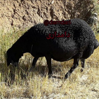 دامداری (@damdari)