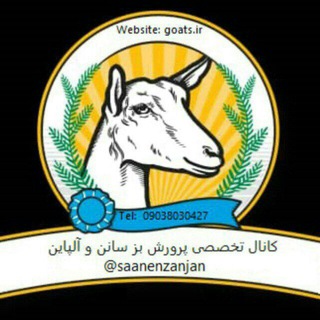 پرورش بز سانن وآلپاین (@saanenzanjan)
