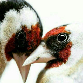 اطلاعات جامع وکاربردی درمورد سهره (@dostdaranesehre)