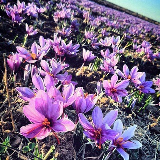 اخبار روستای سنو و حومه (@akhbarseno)