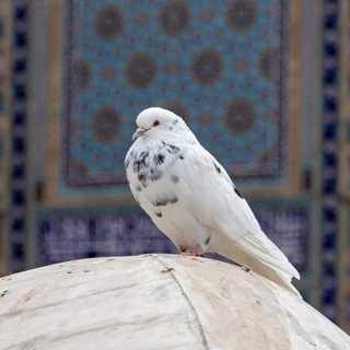کبوتر حرم (@kaboutarharam)