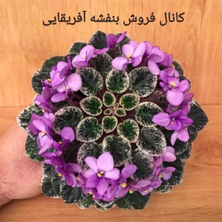 فروشندگان بنفشه آفریقایی و ارکیده و هویا ایران (@violetforsale)
