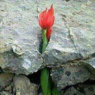 هنر زندگي و موفقيت🌹 (@honarzvm)