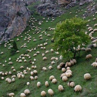 سەرچاوە سروشتیەکانی کوردستان (@frw_kurdistan)