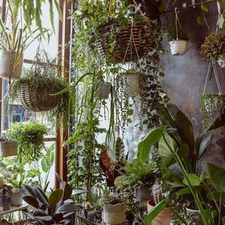 Wiki🌱Plants (@wikiplants)