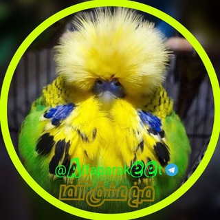 مرجع آلفا پاراکیت (@alfaparakeet)
