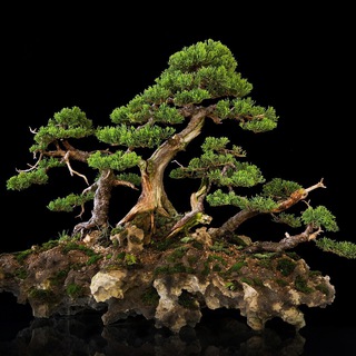 BonSai (@bonsairan)