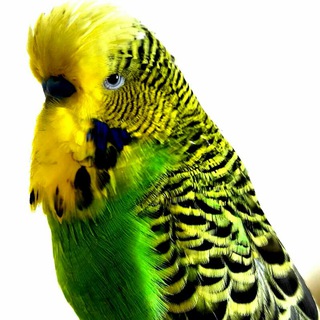 مرغ عشق ایران (@budgerigar_persian)