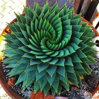 🌵فروشگاه تراريوم(باغ شيشه اى)🌿 (@cactus_transition)