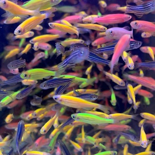 宠物 (@fishpet)