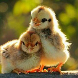 🐣فوت فن جوجه کشی🐣 (@footofanejojekeshy)