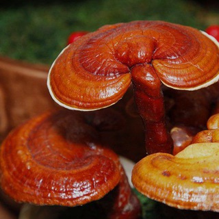 Sog'lom hayot (@ganoderma_lucidumm)