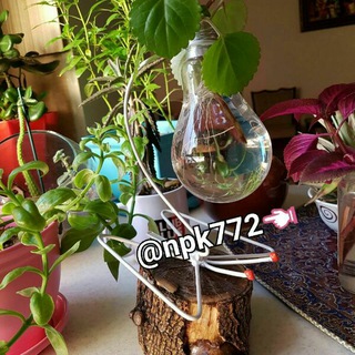 ایده ها، تجارب و تصاویر گیاهان (@npk772)