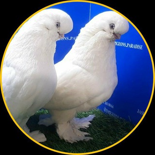 بهشت کبوتران زینتی (@pigeons_paradise)