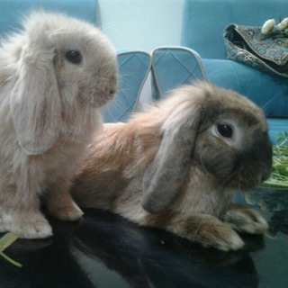 RabbitPad (@rabbitpad)