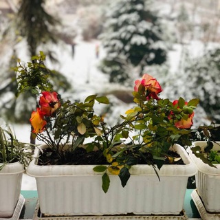 فضای سبز سحر (@sabzesahar)