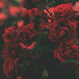 ᵗʰᵉᵐᵉ_ʷᵃˡˡᵖᵃᵖᵉʳ (@themes_wallpaper)