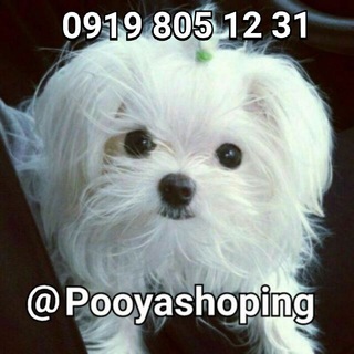 سگ آپارتمانی کوچک (@pooyashoping)