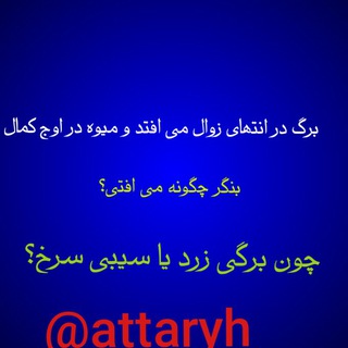 داروهای گیاهی علی بابا (@attaryh)