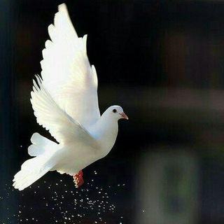 صدای همدلی (@sedaye_hamdeli)