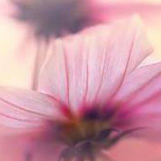 هوای حوا (@havaye_havva)