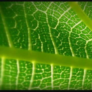 Bio (@biologicalscience)
