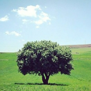 پاتوق مازندرانی ها (@mazandaranime)