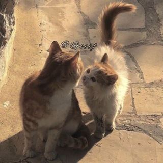 Mr_HaMed (@giiif)