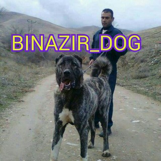 BINAZIR_DOG (@binazir_dog)