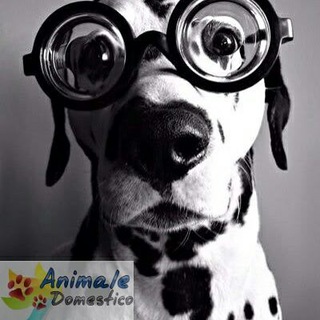 Animale Domestico (@animale_domestico)