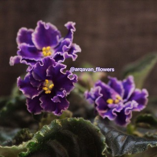 فروش بگونیا ارغوان (@arqavan_fllowers)
