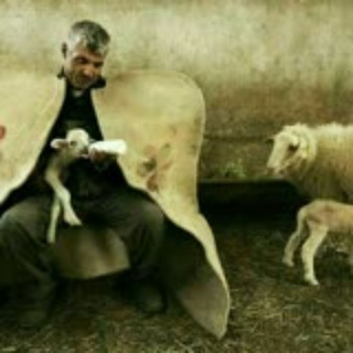 کانال دامداران کشور (@damdaran_keshvar)
