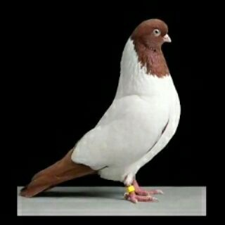 گروه کفتر بازان (@gaseemo)
