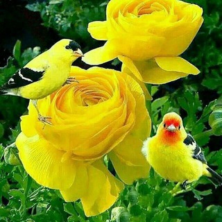 ❤سکوت عشق❤ (@janjiyarlr)
