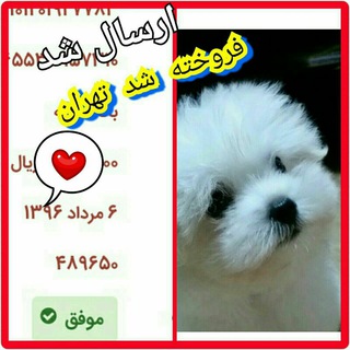 سگ خرید و اعتماد مشتری به ما🙌۰🐶🐕🧡❤🙋 (@pooyashoping3)
