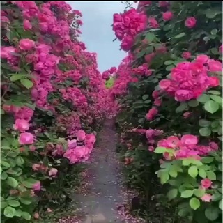 💗كانال متن هاي زيبا 💗 (@saeedhp1)