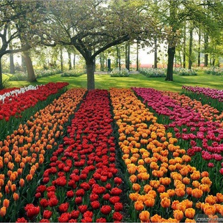 ❁🌻 همیشه بهار 🌻❁ (@hamishebahar2017)