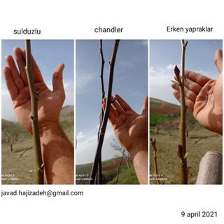 سولدوز تاج(حاجی زاده) (@gerdunagadeh)