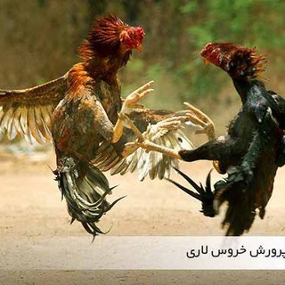 دامداران و کشاورزان موکریان🐮🐏 (@mokryan_dam)