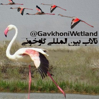 تالاب بین‌المللی گاوخونی (@gavkhoniwetland)