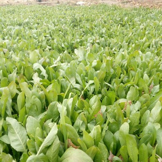 کمال طب (بصیری) (@kamalteb)