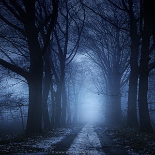 Forest Of Insomnia™ (@forest_of_insomnia)