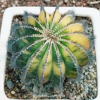 The world of cactus (@cactus_specific)