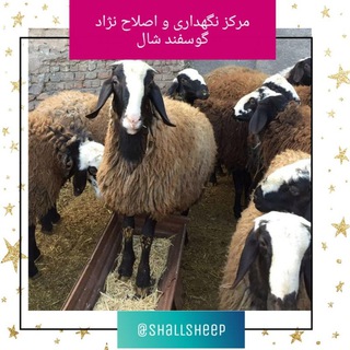 مرکز نگهداری و اصلاح نژاد گوسفند شال (@shallsheep)