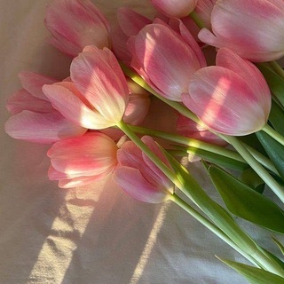 بِضعٌ من اللطف. (@poisonouus)