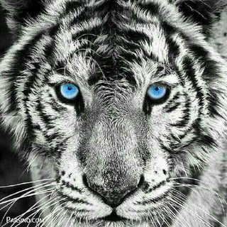 🐯Nature🌵 (@nature747)